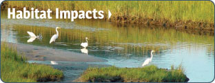 Habitat Impacts