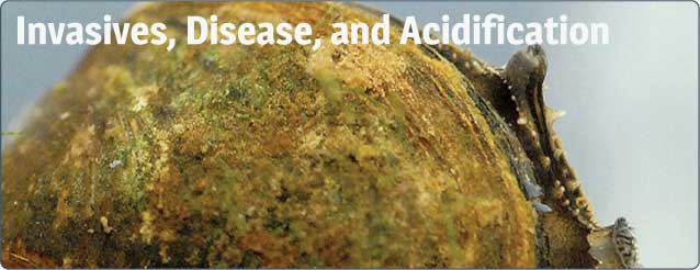 Invasives, Disease, and Acidifcation