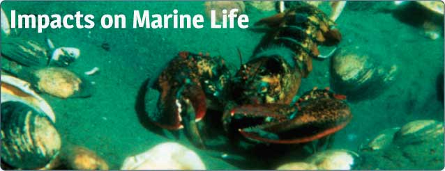 Marine Life