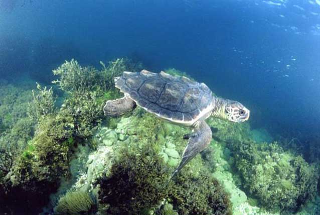 Loggerhead Turtle