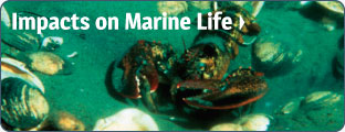 Impacts on Marine Life
